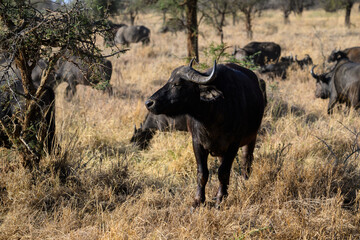 African Buffalo herd in savannah, Tanzania