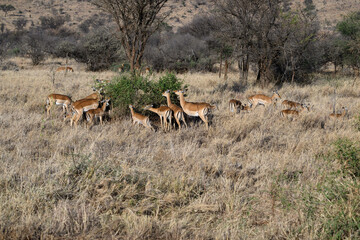 Impala herd foraging in the sun-dried savannah in the dry season
