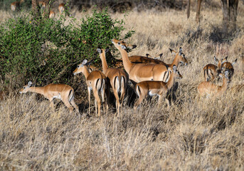 Naklejka na ściany i meble Impala herd foraging in the sun-dried savannah in the dry season
