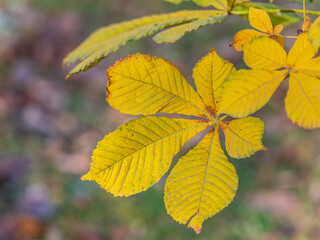 Yellow Horse chestnut leaves in autumn