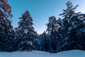 Beautiful sunrise in a winter pine forest. Sunny day in the forest.