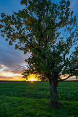 Fototapeta na wymiar Sonnenaufgang über einem Feld im Vordergrund ein Baum