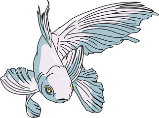 金魚（GoldFish）