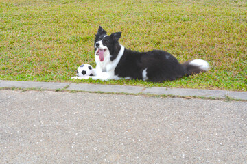 Border collie chewing a football happily playing goalie game with its owner