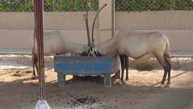 addax looks in different directions multan zoo