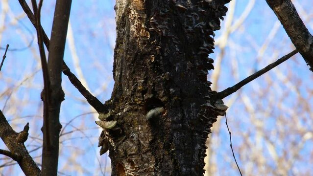 Red-bellied woodpecker (Melanerpes carolinus) excavating a nesting cavity in a dead poplar tree during late fall. 
