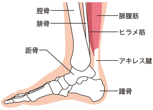 アキレス腱ちょっきん アキレス腱 Images – Browse 617 Stock Photos, Vectors, and Video
