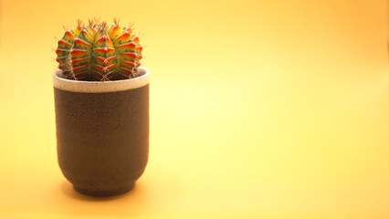 Isolated a pot of varigated Gymnocalicium cactus on yellow background. Picture for use in illustrations Background image or copy space.