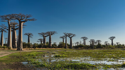 A beautiful alley of baobabs in the afternoon. A row of tall trees with thick trunks and compact...