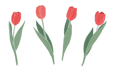 Red tulips set on transparent background.Spring flowers vector illustration.