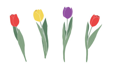 Tulips set on transparent background.Spring flowers vector illustration.