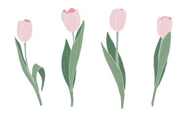 Obraz premium Pink tulips set on transparent background. Spring flowers vector illustration.