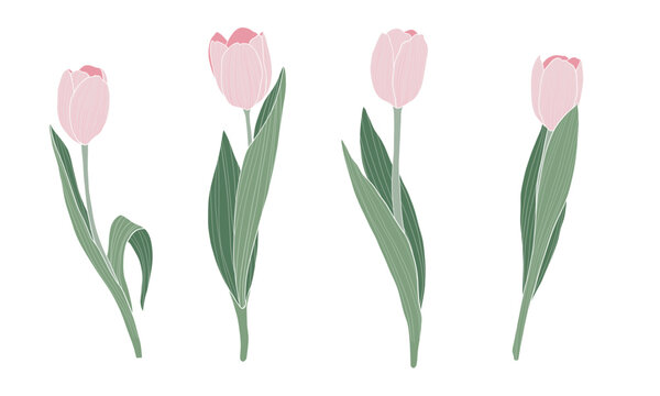 Pink tulips set on transparent background. Spring flowers vector illustration.