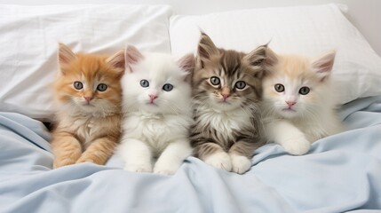 Looking down at four fluffy kittens in a white bed