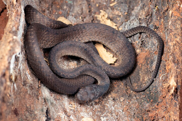 Obraz premium Keeled slug snake on a tree stomp