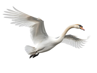 Naklejka premium white swan flying on a transparant background.