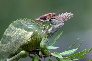 a portrait of female  fischer chameleon - obrazy, fototapety, plakaty