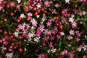 Pink flower Baby's Breath (Gypsophila paniculata)