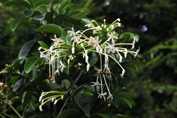 Needle flower or Tree jasmine (Posoqueria latifolia)