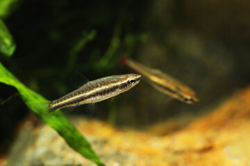 Obraz na płótnie Canvas Female Miniature Pencilfish (Nannostomus anduzei)