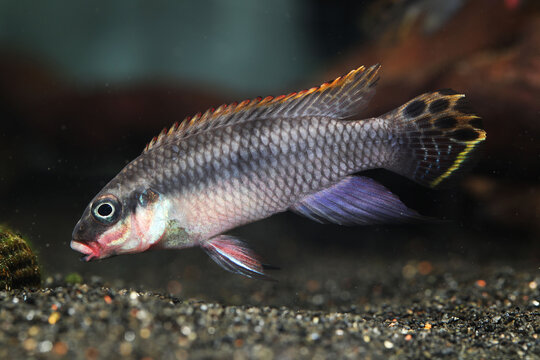 Male Nigerian Red Krib (Pelvicachromis taeniatus) African cichlid 