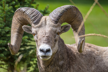Big Horn Sheep