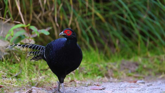 Mikado pheasant male endemic bird from taiwan
