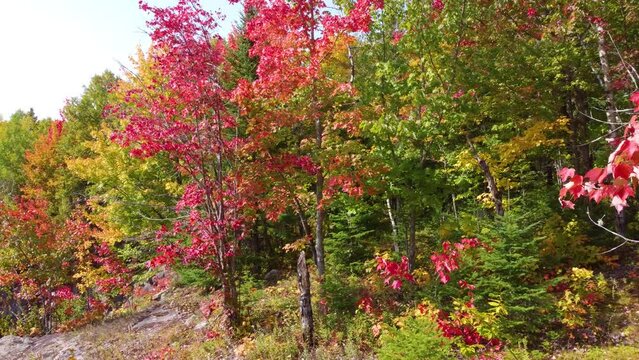Flying through vibrant fall colored forest toward the lake in La Vérendrye wildlife reserve, Quebec