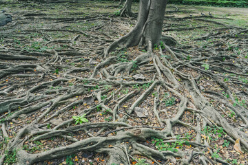The roots of the ficus tree, which appeared on the ground.