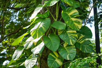 Philodendron with yellow variegation climbs along the trunk of a tropical tree in a humid jungle forest in Thailand. © aapsky