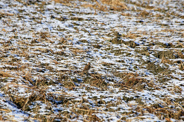 雪が積もった畑で羽を休めるヒバリ