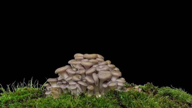 4K Time lapse of oyster mushroom growth - close-up. Healthy eco food. Edible mushrooms grow on a biofarm. Food production business. alpha channel, 4k video