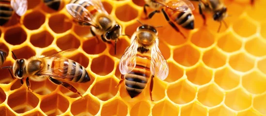 Fotobehang Close-up of bees on honeycomb - selective focus, empty area. © AkuAku