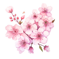 pink cherry blossom sakura on white