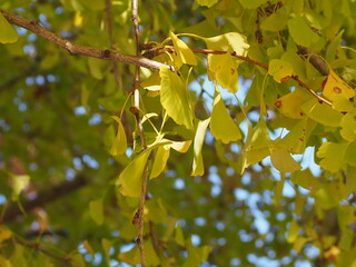 leaves on blue sky