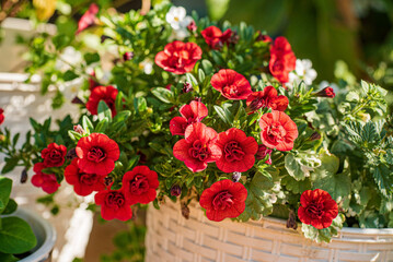 summer flowers in the pot