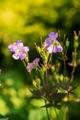 garden geranium  in the summer field