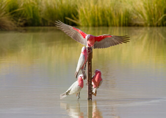 Four Galahs, pink and grey Australian parrots, squabbling about drinking rights on a fence pole in the middle of a waterhole in Birdsville in Queensland, Australia. - obrazy, fototapety, plakaty