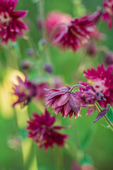 spring flowers in the garden