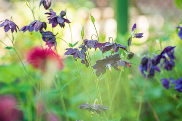 spring flowers in the garden
