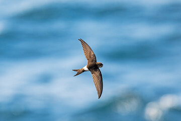 アマツバメ飛翔