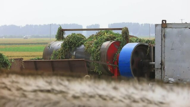 Pea thresher in operation, North China