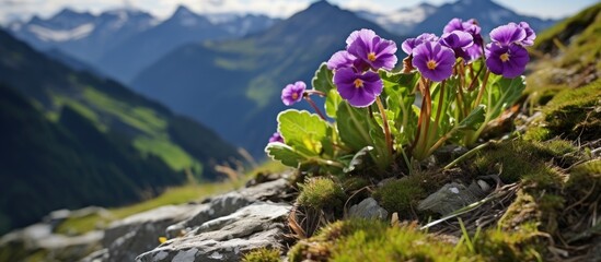 Endemic plant found in the Alps and Pyrenees, commonly called stinking primrose. - obrazy, fototapety, plakaty