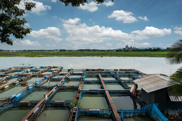 Fototapeta na wymiar Fish farms in Thailand