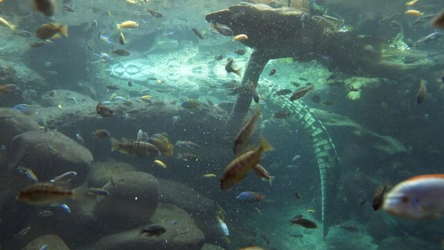 Fish and crocodiles resting underwater in sea during sunny day,close 