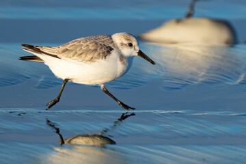 Sanderling Shorebird Forages Along Washington Beach at Sunrise