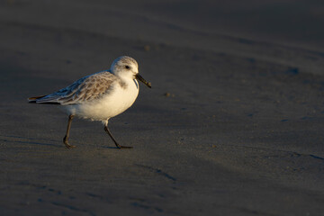 Sanderling Shorebird Forages Along Washington Beach at Sunrise