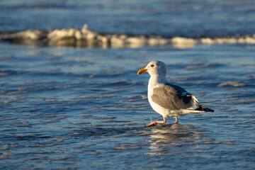Western Gull Braves Surf in Early Morning Light