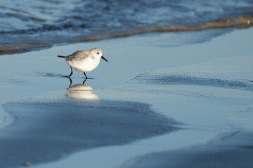 Sanderling Shorebird Forages Along Washington Beach at Sunrise