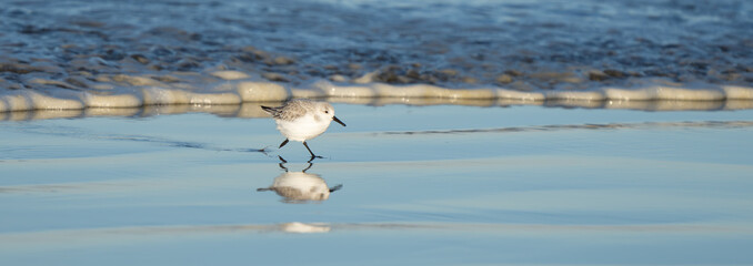 Sanderling Shorebird Forages Along Washington Beach at Sunrise